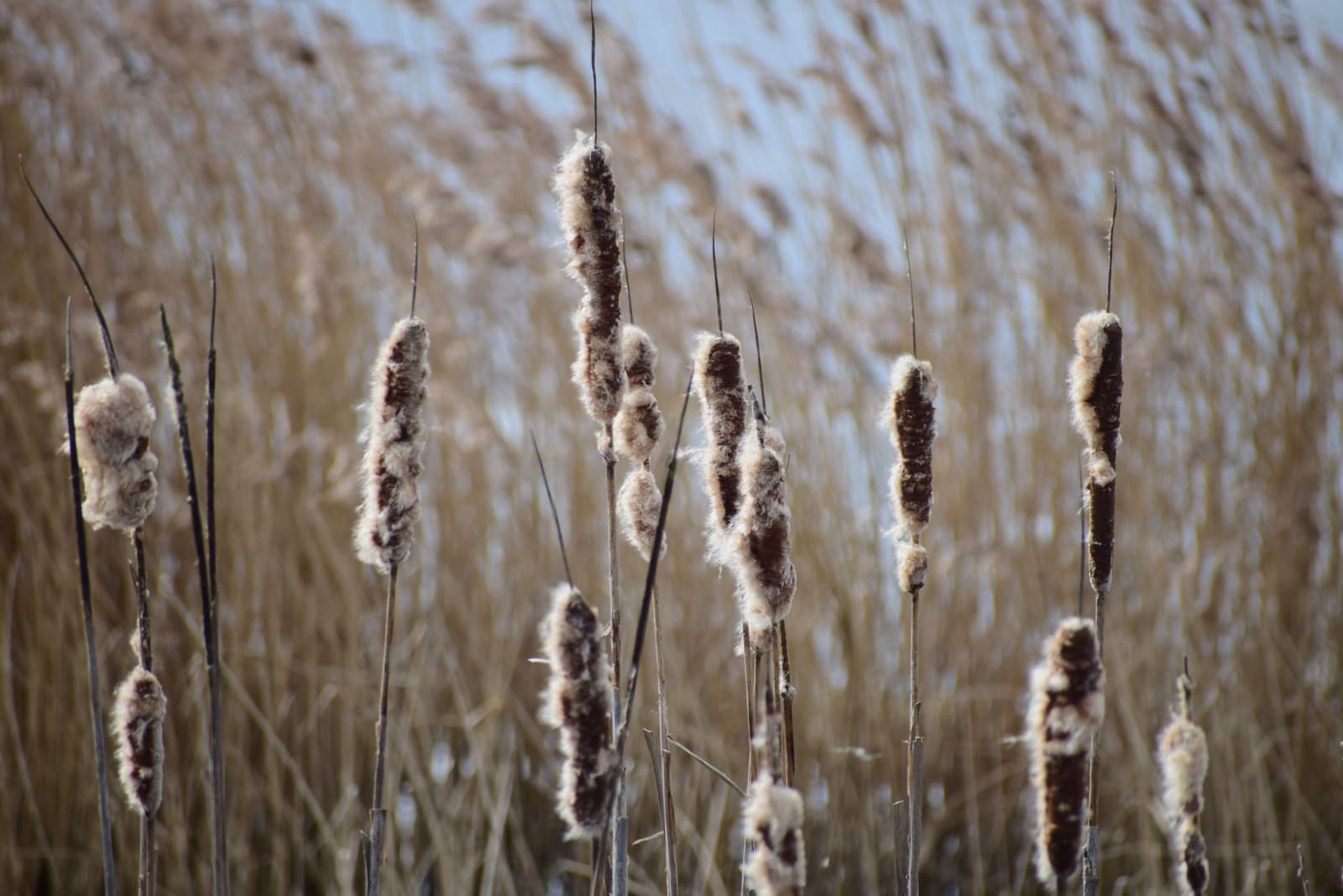 Cattail seed heads standing among dry marsh reeds