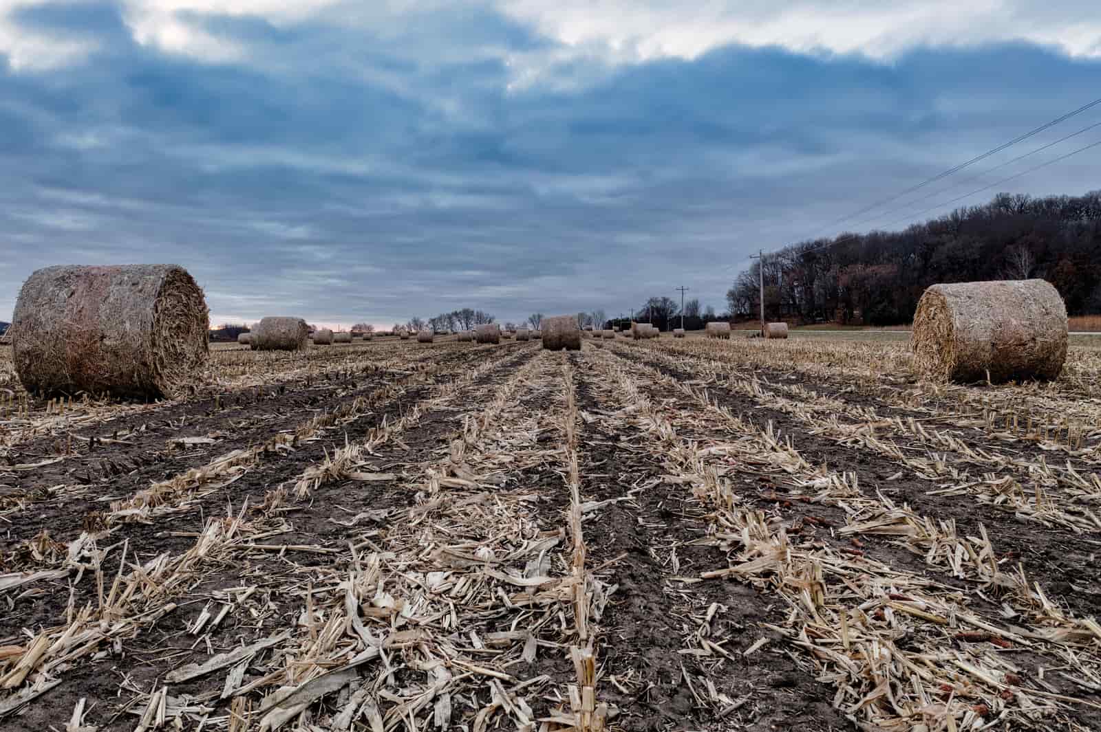 Rows of harvested corn stubble and round bales under a cloudy sky