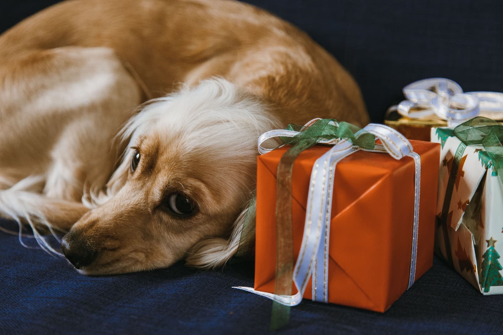 Golden-haired dog resting its head beside wrapped gifts on a dark blanket