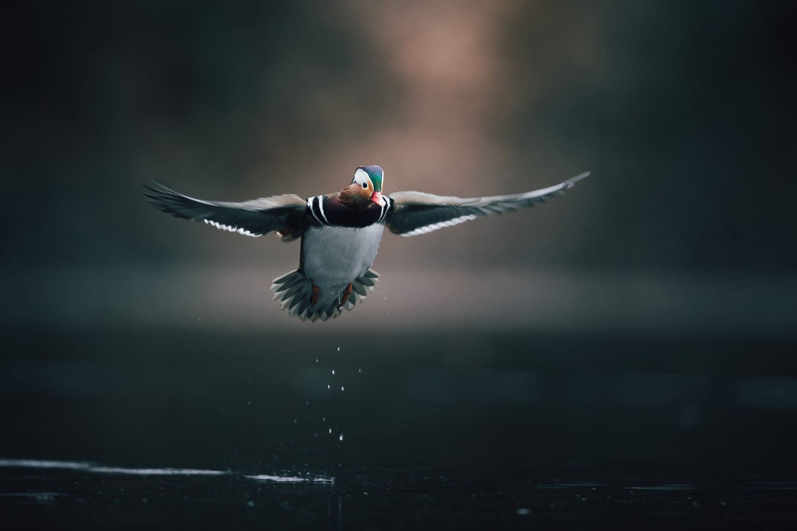 Duck with wings spread wide landing on dark, still water