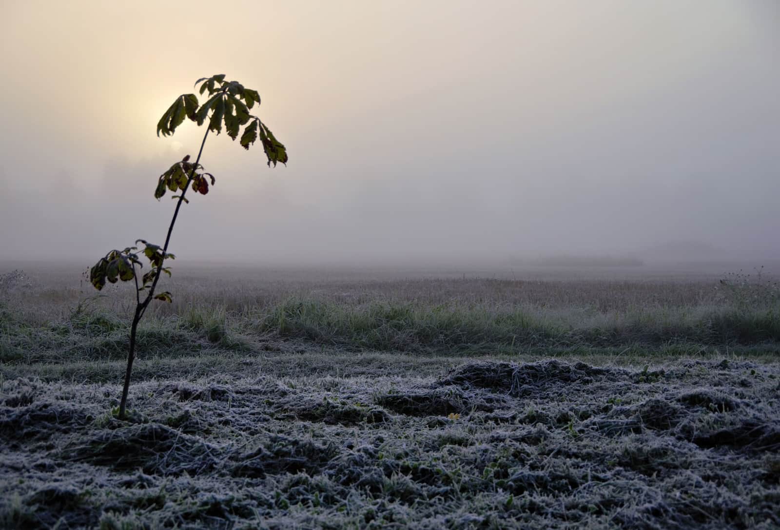 Frost-covered field under low morning fog with a lone sapling