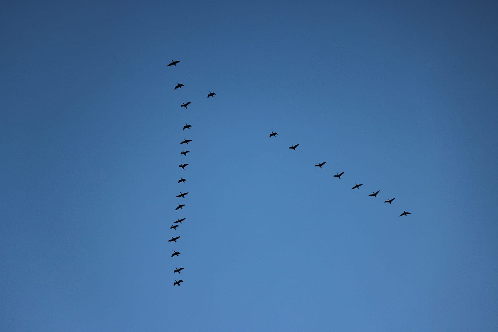 Skein of geese flying in a long V formation across a deep blue sky