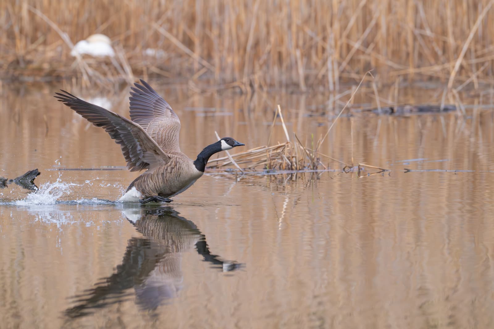 Canada goose skidding in to land on water near marsh reeds