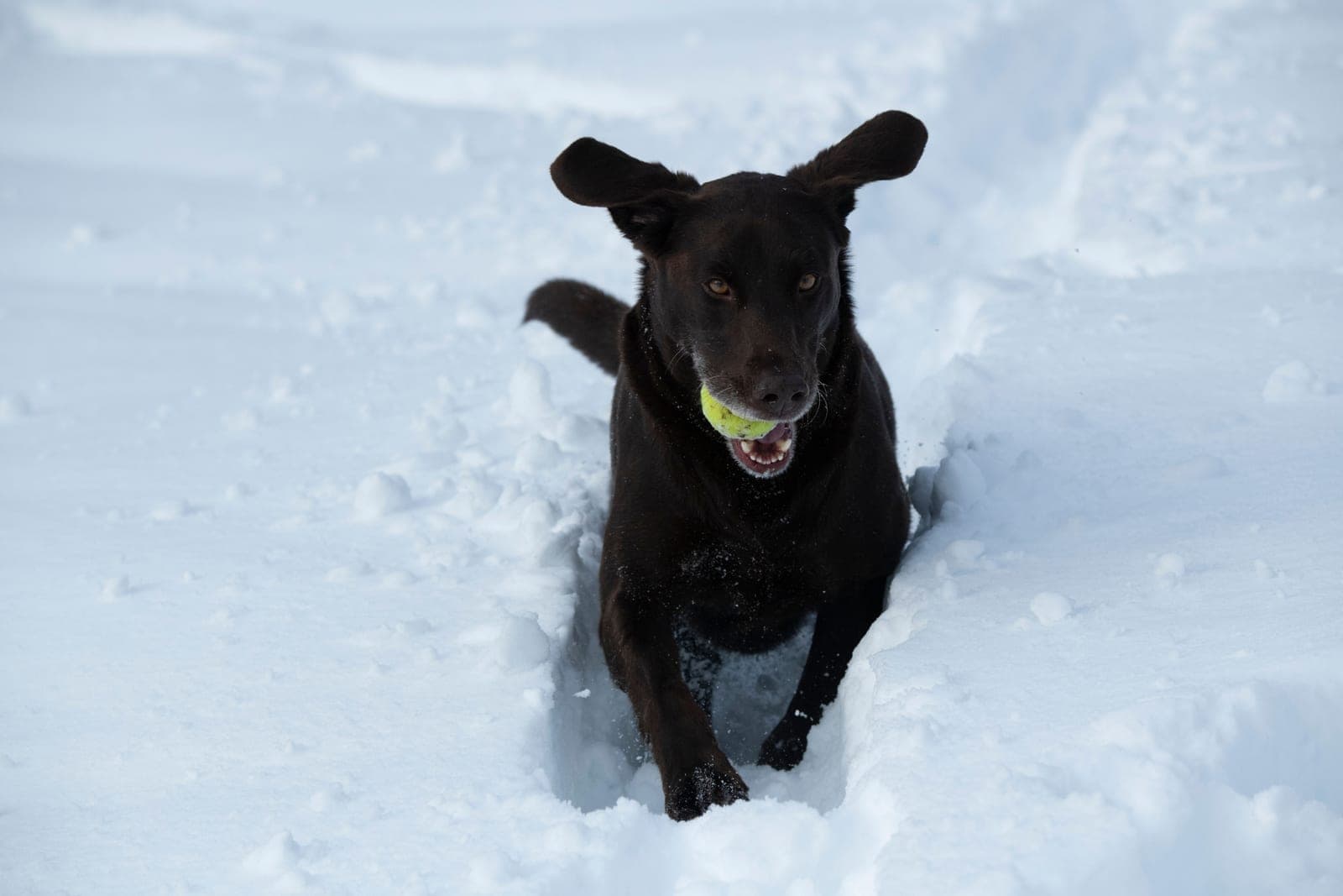 Black Labrador bounding through deep snow with a ball in its mouth
