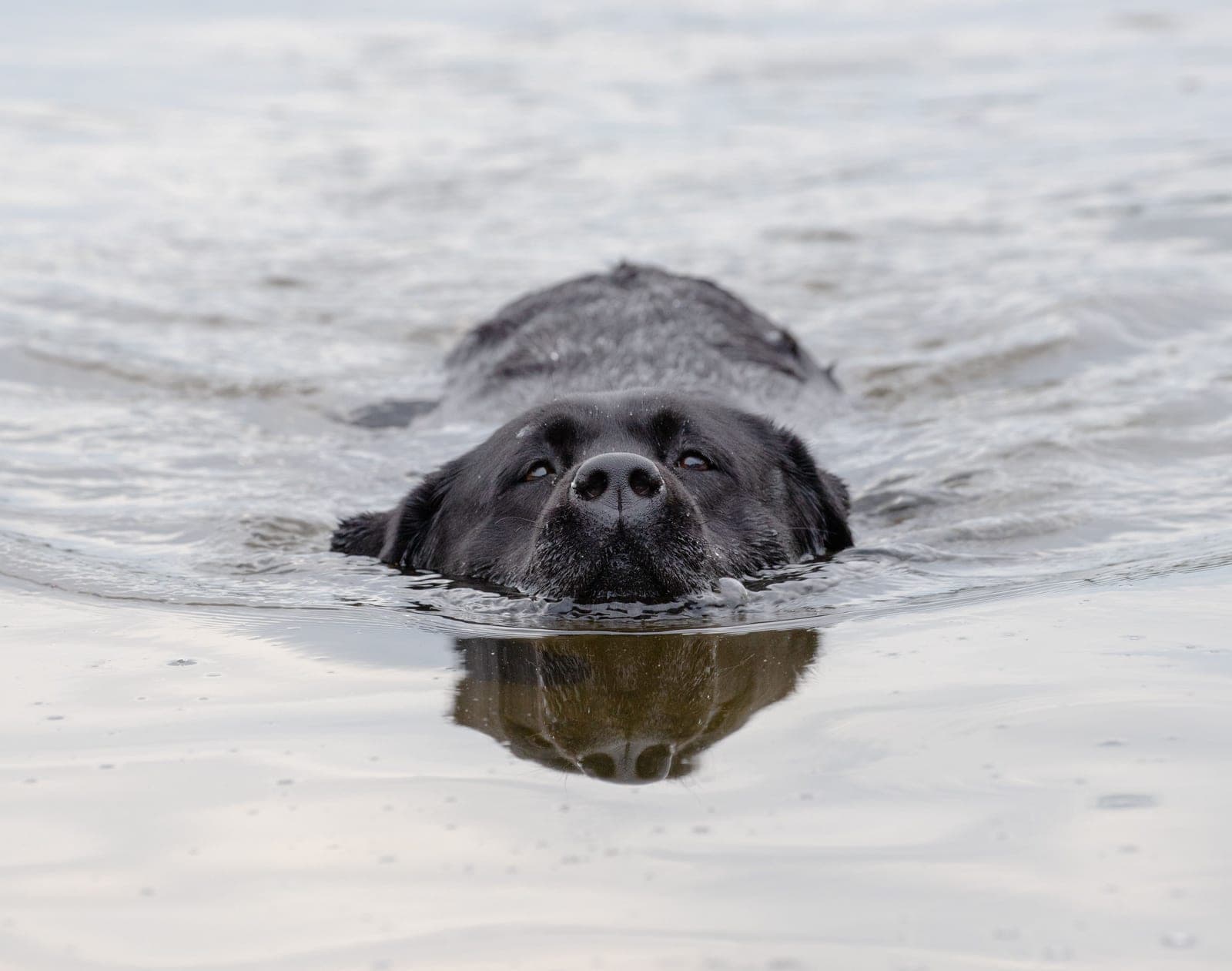 Black Labrador retriever swimming straight toward the camera