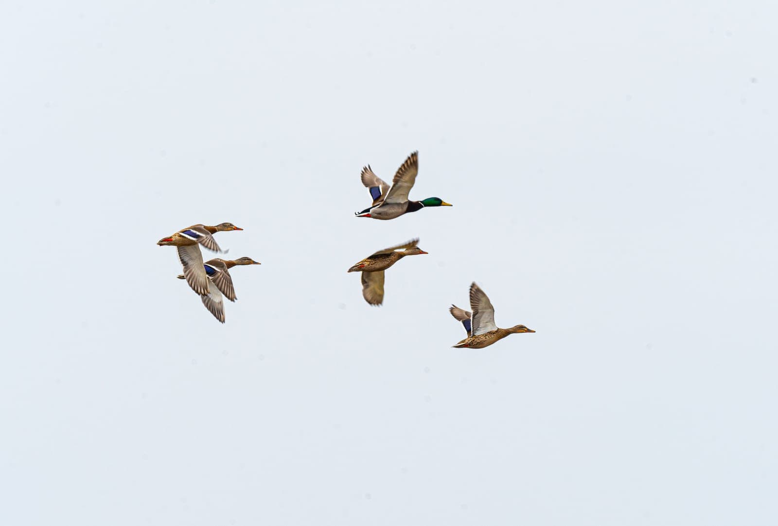 Small group of mallards flying against a pale winter sky