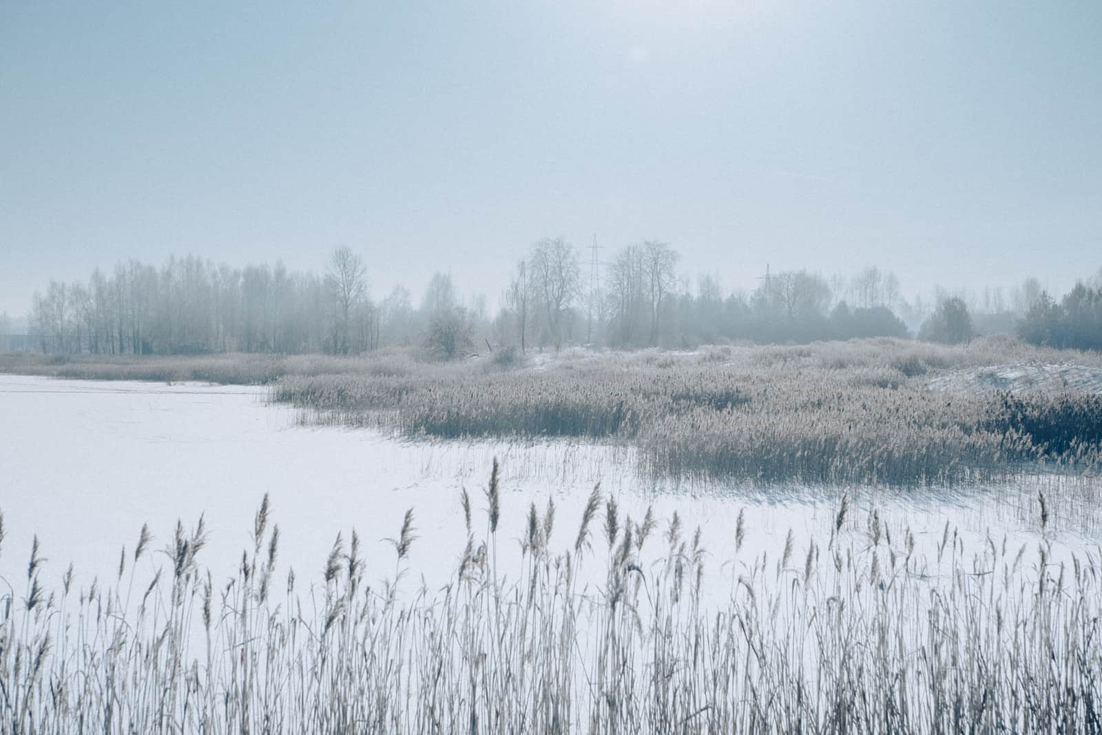 Snow-covered reeds along a frozen marsh on a foggy winter day