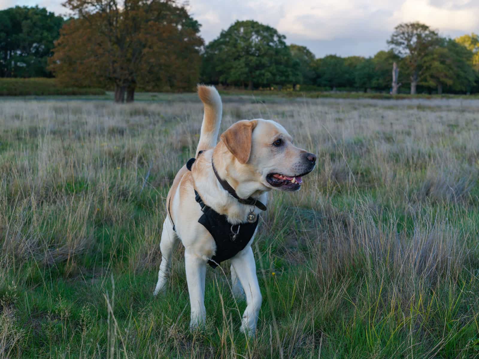 Yellow Labrador in a harness standing alert in a tall-grass meadow