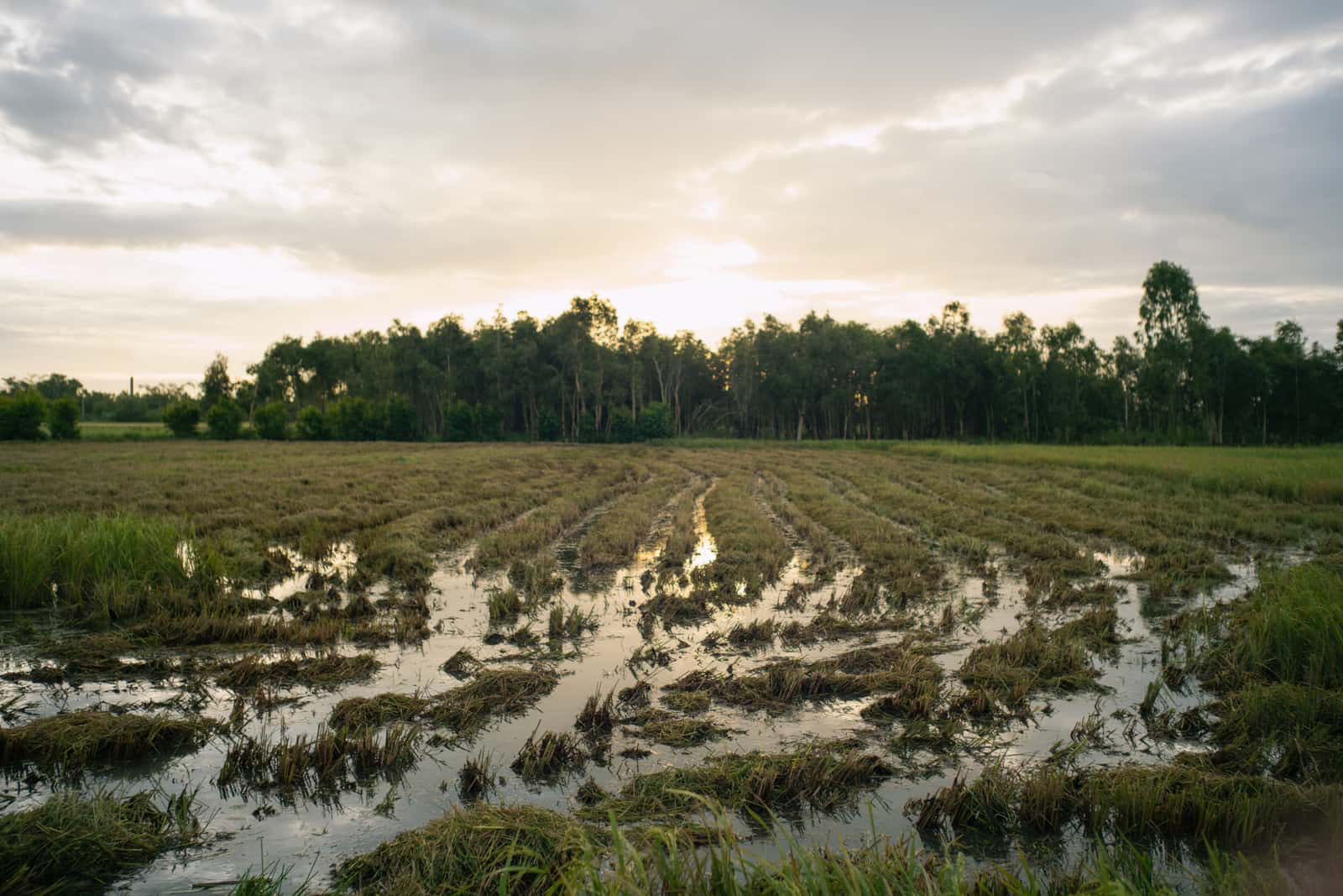 Flooded, harvested field with rows of stubble and a distant tree line