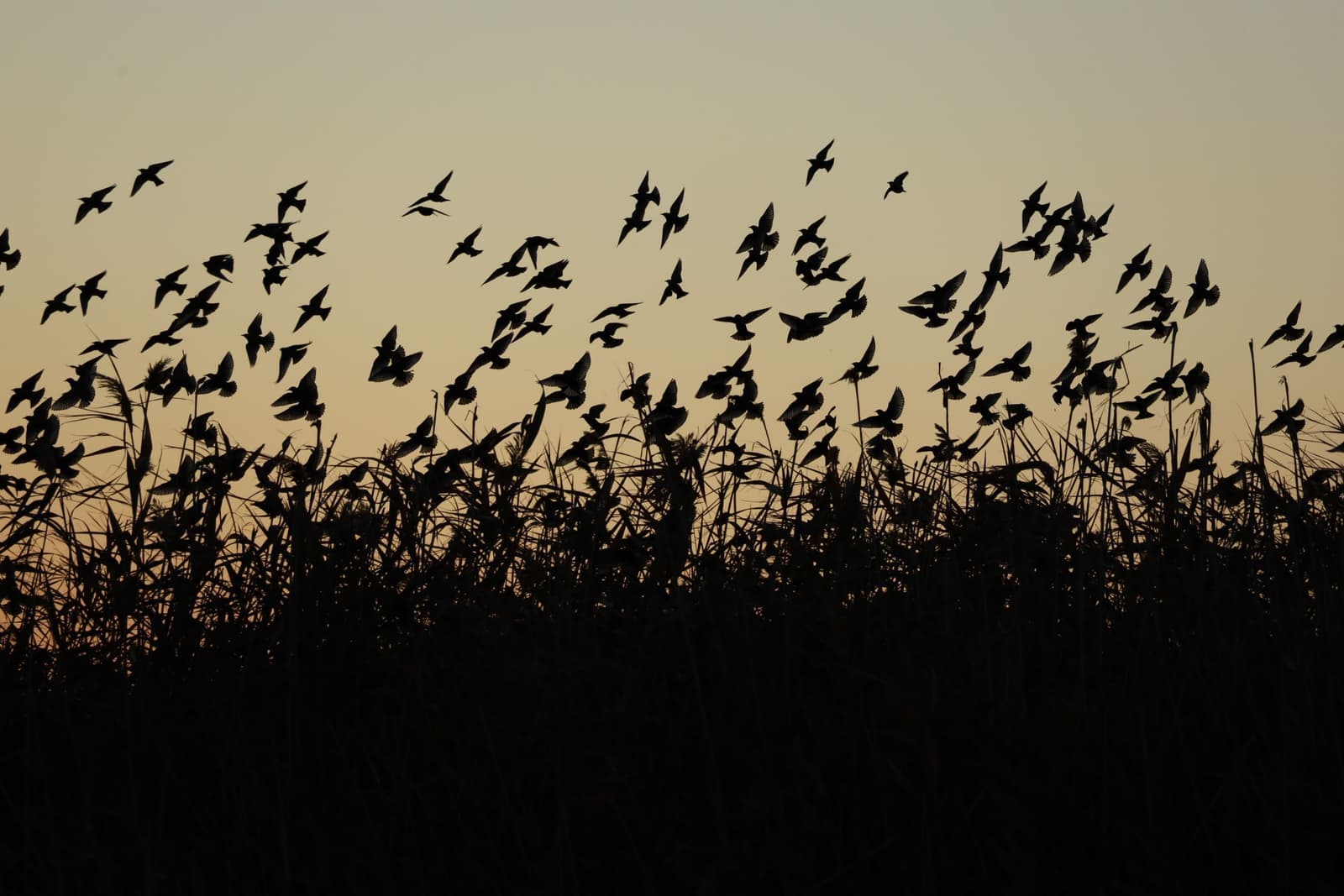 Flock of birds silhouetted over marsh reeds at sunset