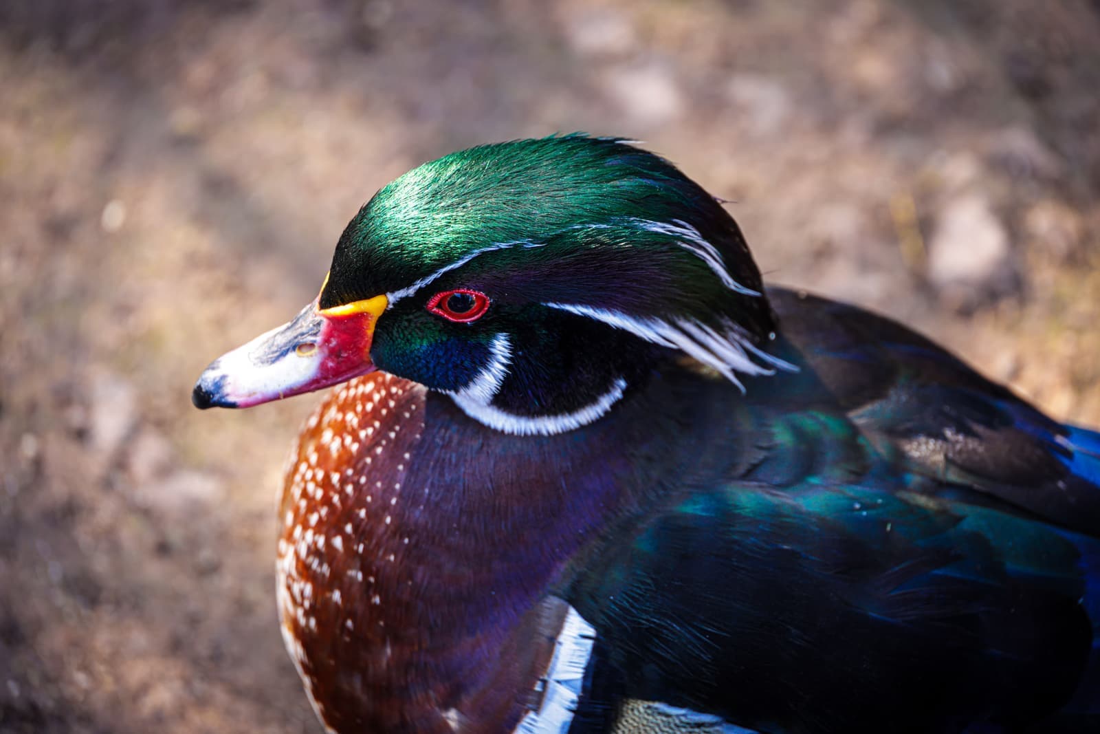 Close-up of a wood duck drake with a red eye and iridescent green crest