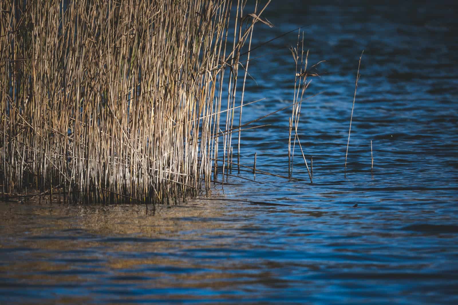 Stand of dry reeds rising from dark blue marsh water