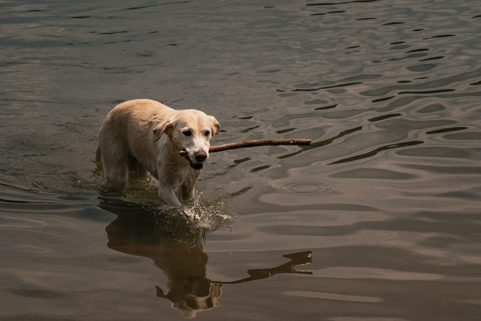 Yellow Labrador wading through dark water with a stick in its mouth