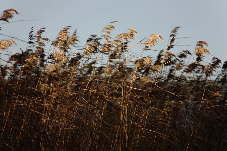 Dense stand of tall marsh reeds against a pale evening sky