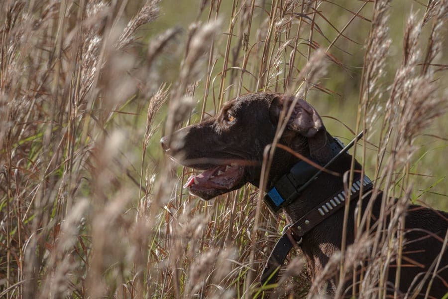 Brown dog half-hidden in tall dry grass, peering out