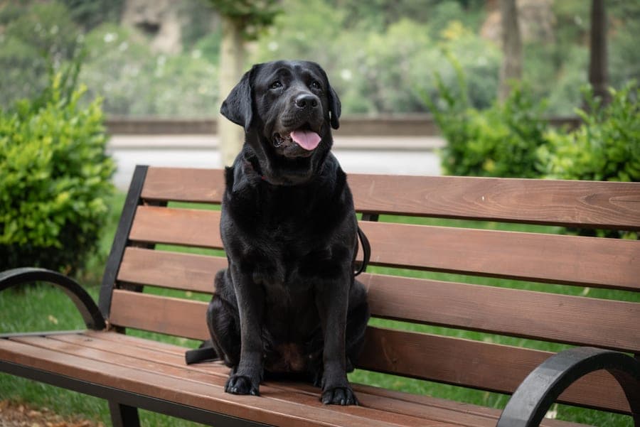 Black Labrador sitting upright on a raised wooden bench outdoors