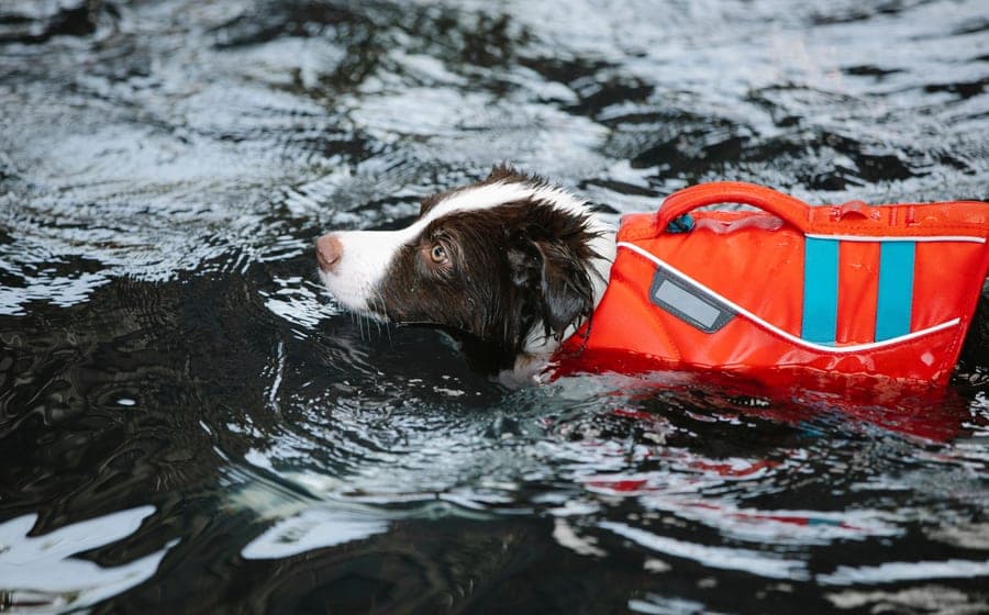 Dog swimming through dark water wearing an orange flotation vest