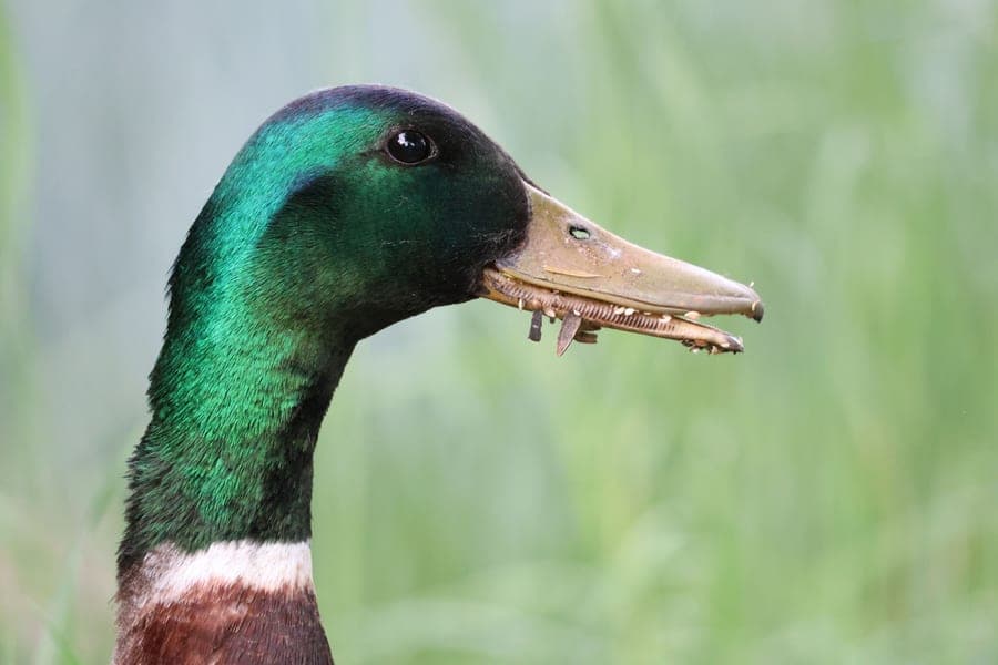 Close-up of a mallard drake's green head with its bill open