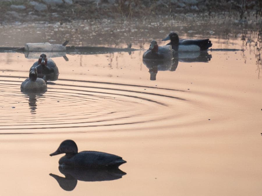Mallard and diver duck decoys floating on a still pond at dawn