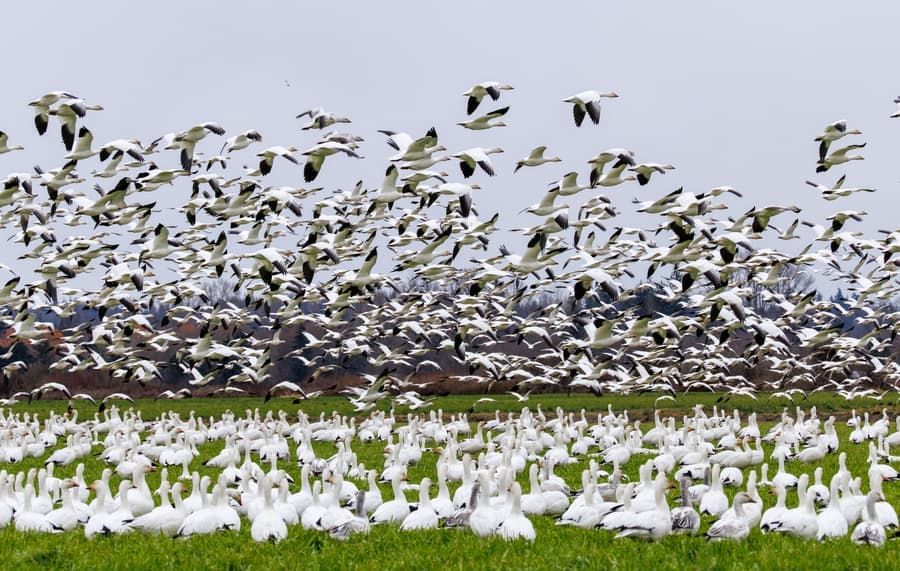 Huge flock of snow geese lifting off a green field