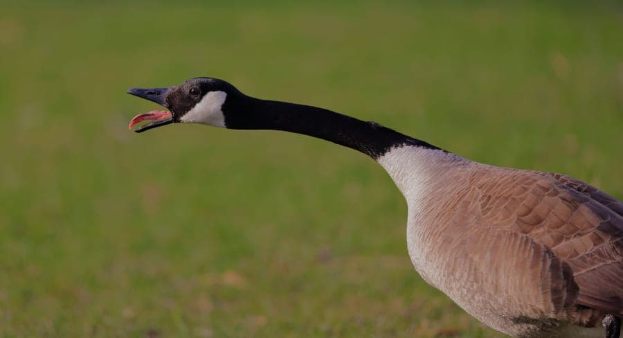 Canada goose calling with its neck stretched out and bill open
