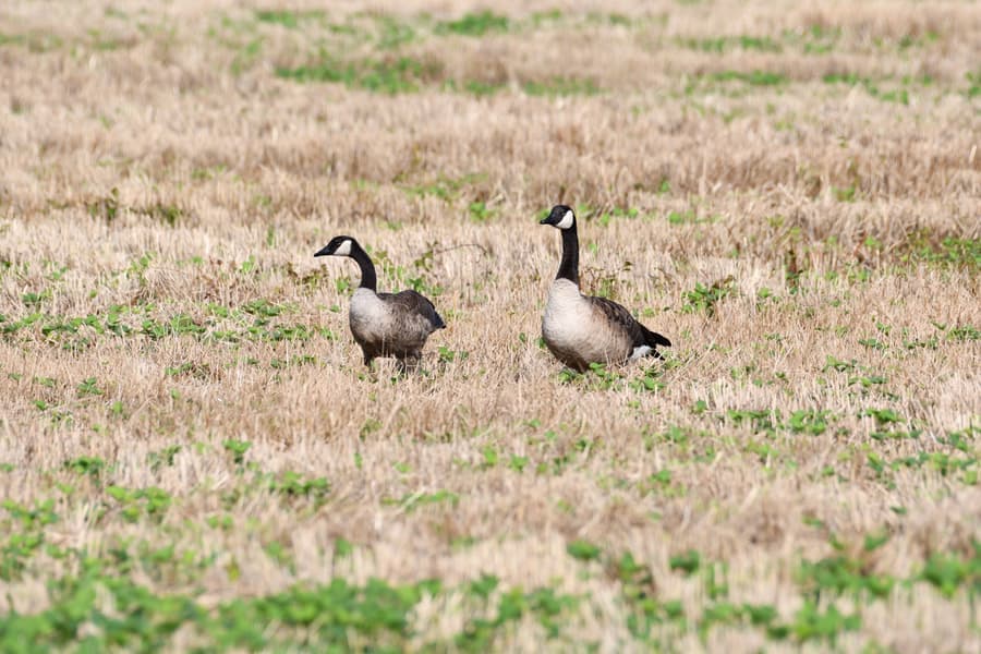 Two Canada geese standing in a dry, open field