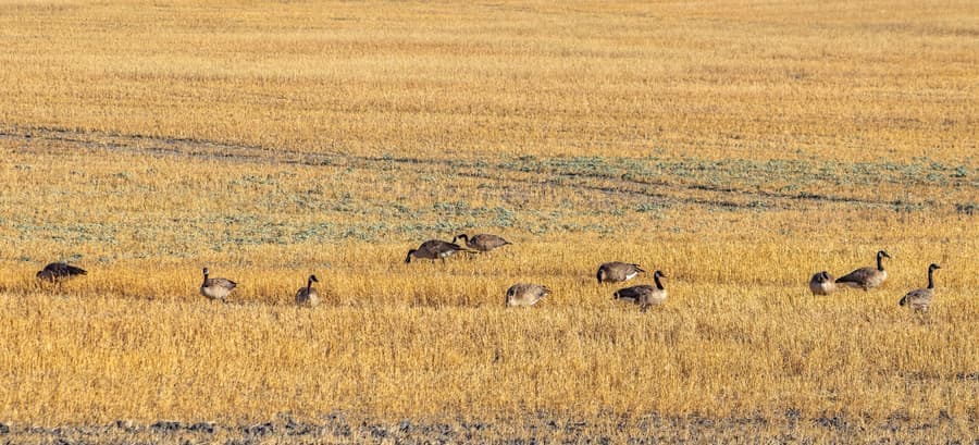 Canada geese feeding across a harvested grain field