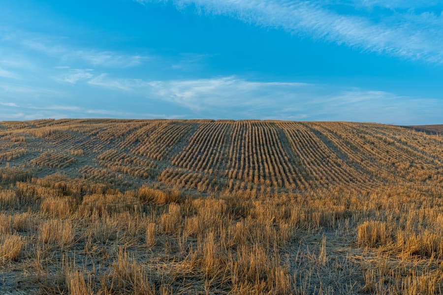 Harvested grain stubble field in rows under a blue sky