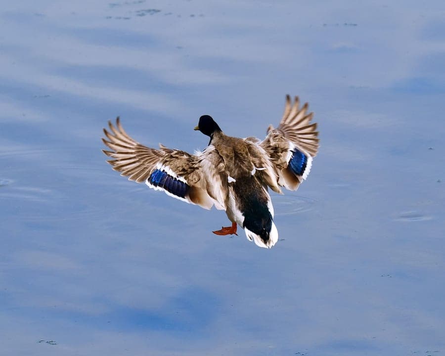 Mallard drake with wings cupped, coming in to land on blue water