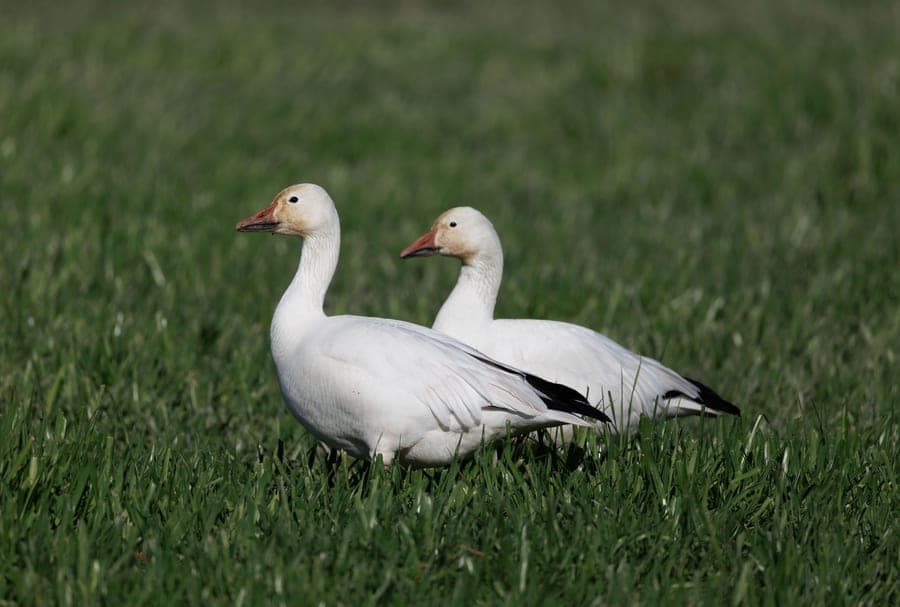 Two snow geese standing together in a green field