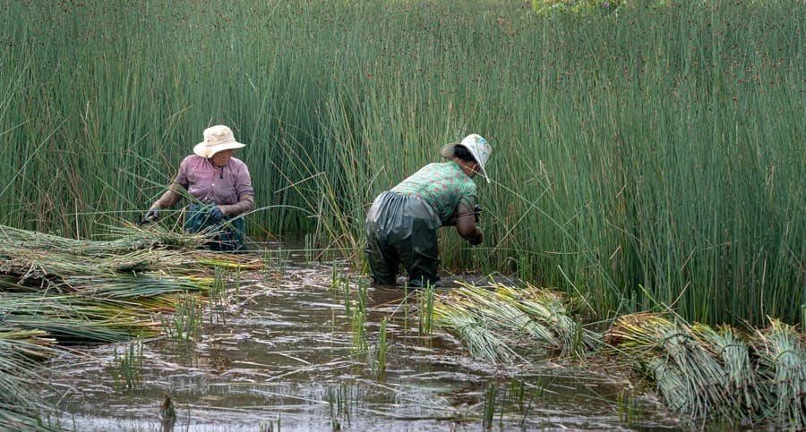 Two women in chest waders working among tall green marsh reeds